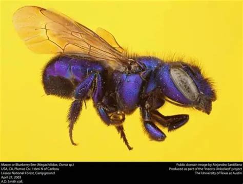 Mga uri ng bubuyog: species, katangian at larawan.